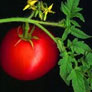 Lycopene