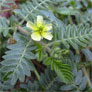 Tribulus Terrestris