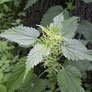 Urtica Dioica (Stinging Nettle)